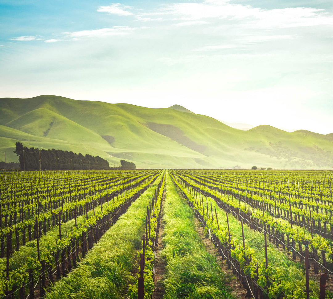 FROM ORGANIC FARMS TO YOUR DOG