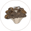 Maitake