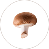 Agaricus Blazei